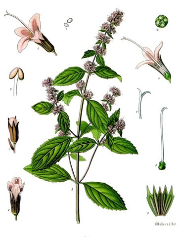 An illustration of peppermint