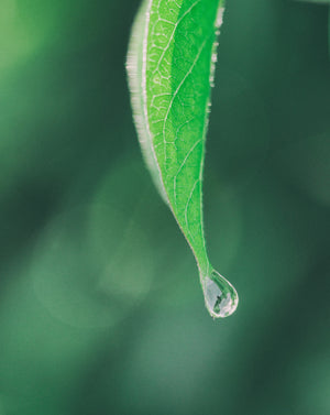 Rain water drop on leaf Dragonfly Tea 