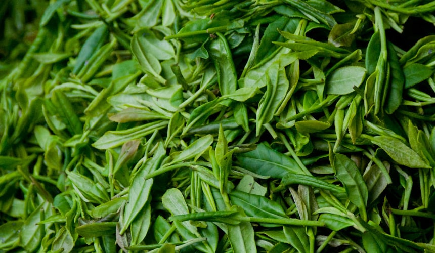 Camellia sinensis tea leave