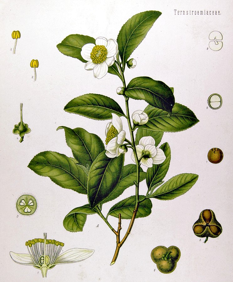 Tea Illustration